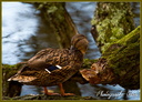031 Canette colvert