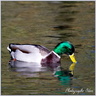 Colvert