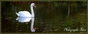  Cigne