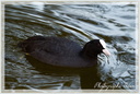 Poule d-eau