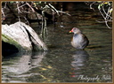 035 Poule d-eau