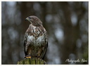 Rapace