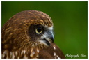 Rapace