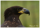 Aigle