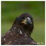 Aigle