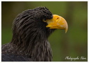 Aigle
