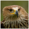 Rapace