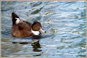 Canard