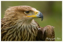Rapace