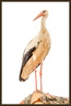 Cigogne 