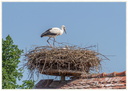 Cigogne 