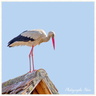 Cigogne 