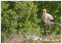 Cigogne 