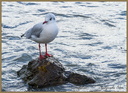Mouette