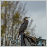 Cormoran