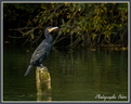 Cormoran