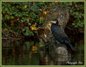 Cormoran