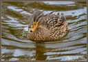 Femelle Colvert