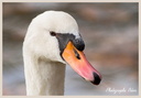 Portrait de Cygne
