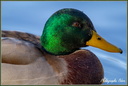 Portrait Colvert