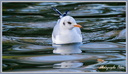 Mouette