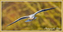 Mouette en Vol