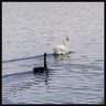 Cygne