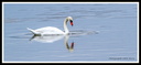 Cygne 