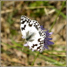 Papillon Demi-deuil