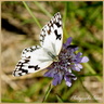 Papillon Demi-deuil