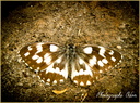 Papillon 