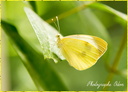 Papillon