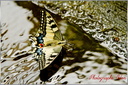 Papillon Machaon