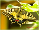 Papillon Machaon