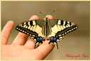 Papillon