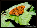 Papillon Tabac d'Espagne 