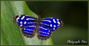 Myscelia cyaniris