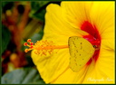 Commun d'herbe jaune