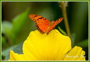 Papillon