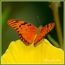 Papillon