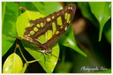 Papillon