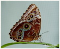 Papillon