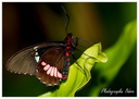 Papillon