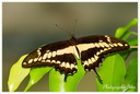 Papillon