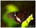 Papillon