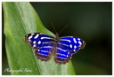 Papillon