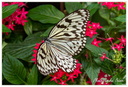 033 Papillon