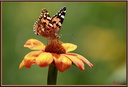 038 Papillon belle-dame