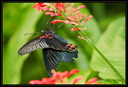 Papilio Garamas