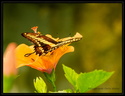 Papillon